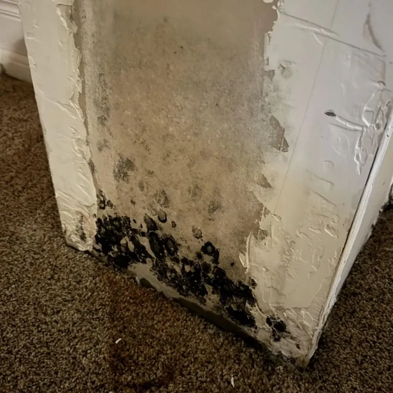 Professional Mold Removal in Montrose-Ghent, OH